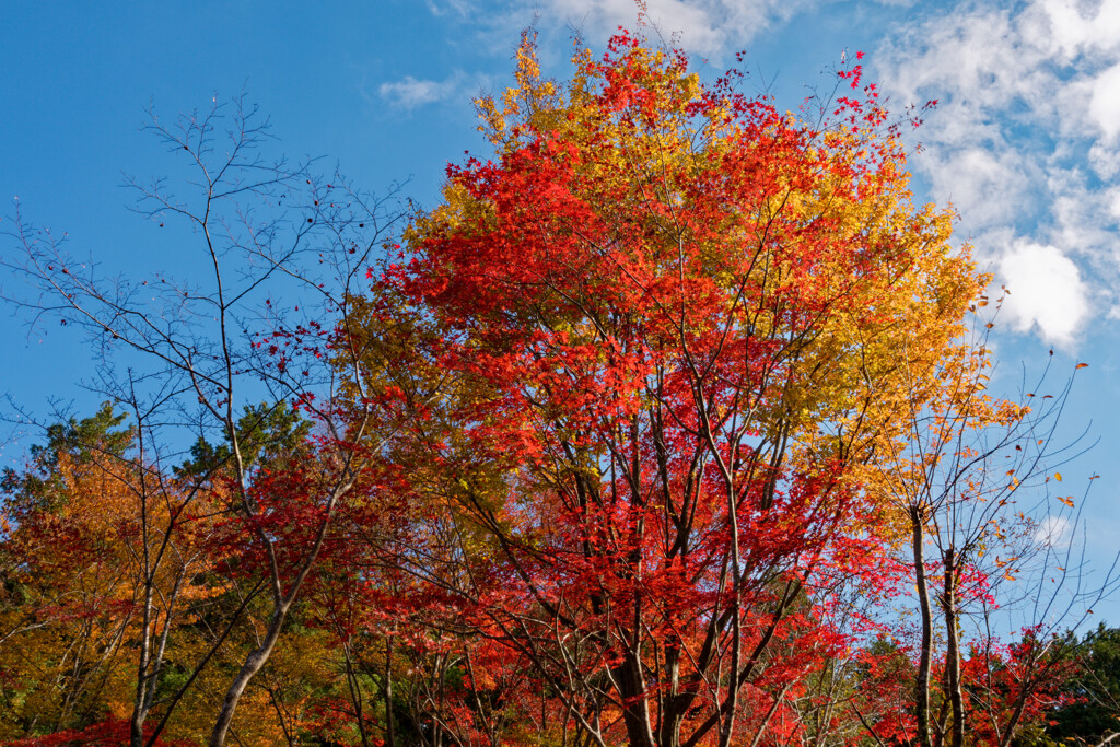 紅葉