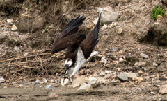 この辺から・・・