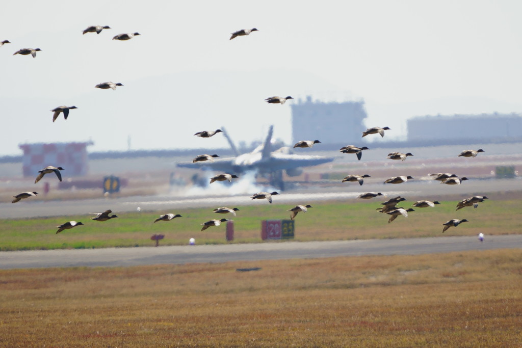 鴨のばかたれ。。。。