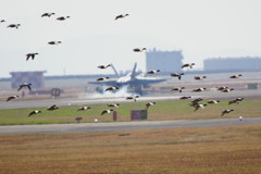 鴨のばかたれ。。。。