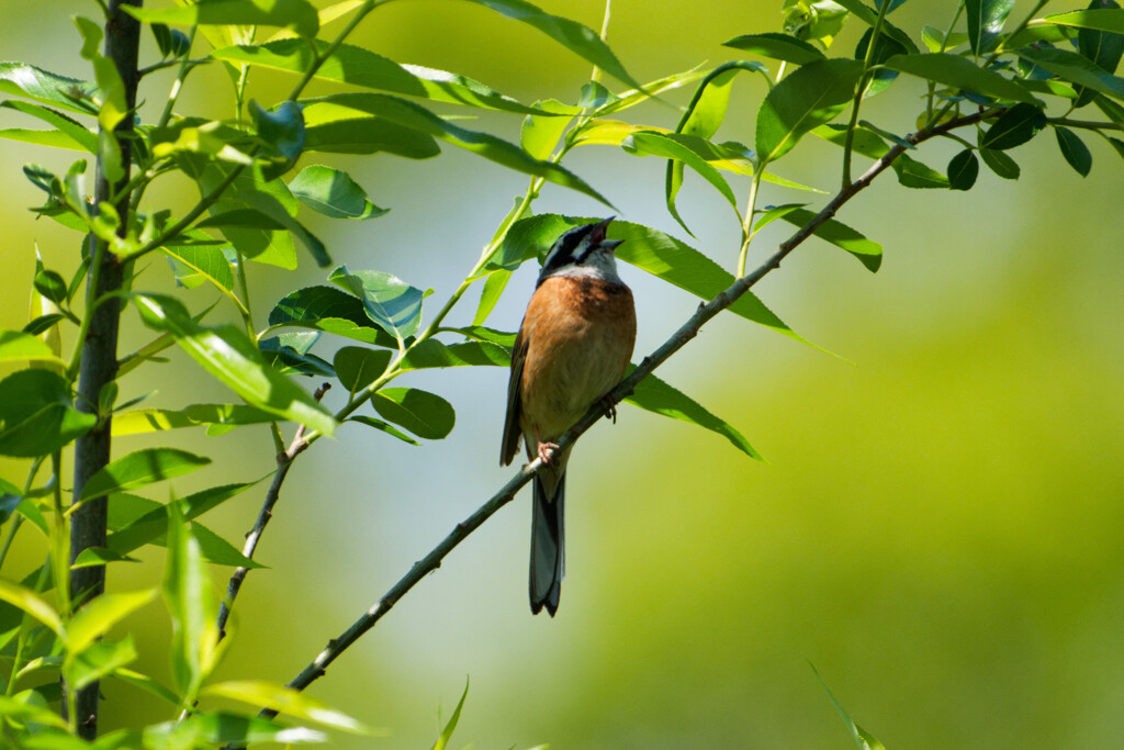 鳥さん