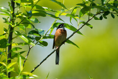 鳥さん