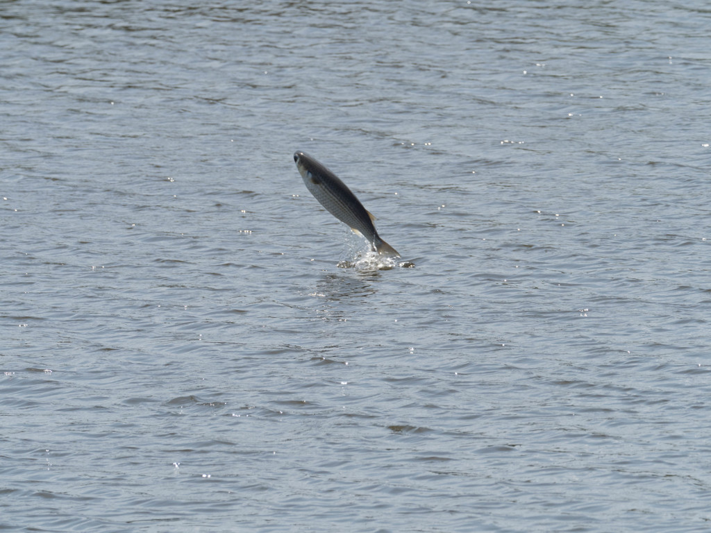 プロキャプチャー　４