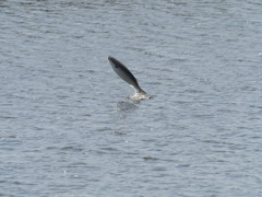 プロキャプチャー　４