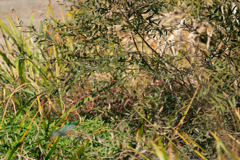 連写・・・見失う。。。