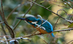 エロセミ・・・