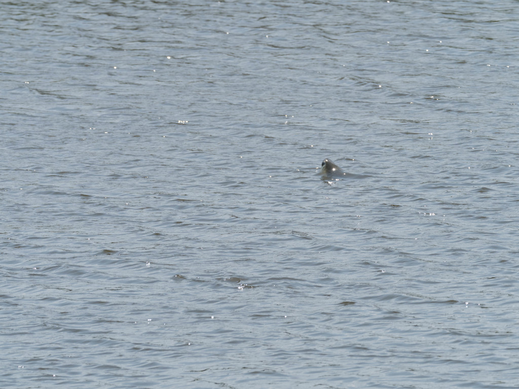 プロキャプチャー　１