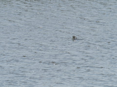 プロキャプチャー　１