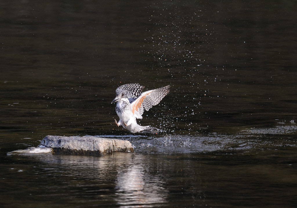 坊主回避！！！
