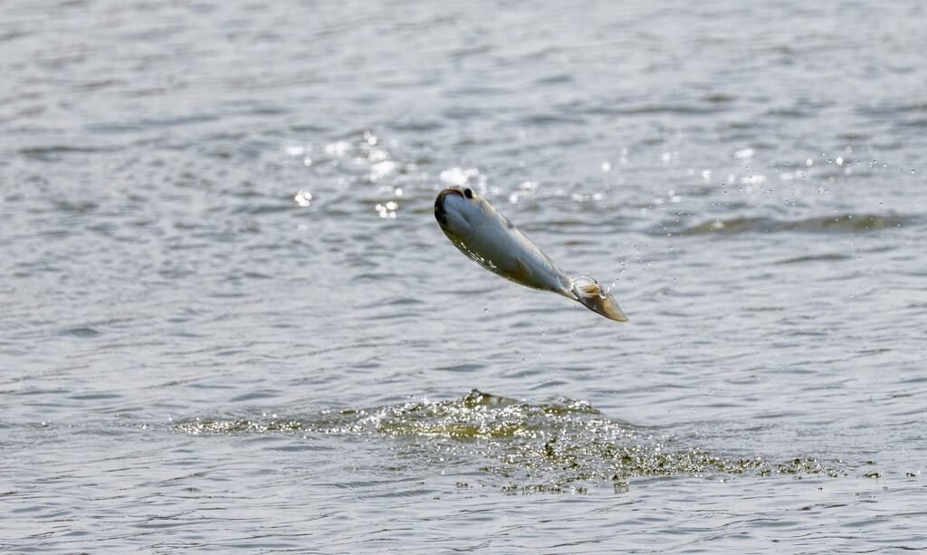 ボラチャレンジ