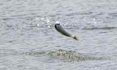 ボラチャレンジ