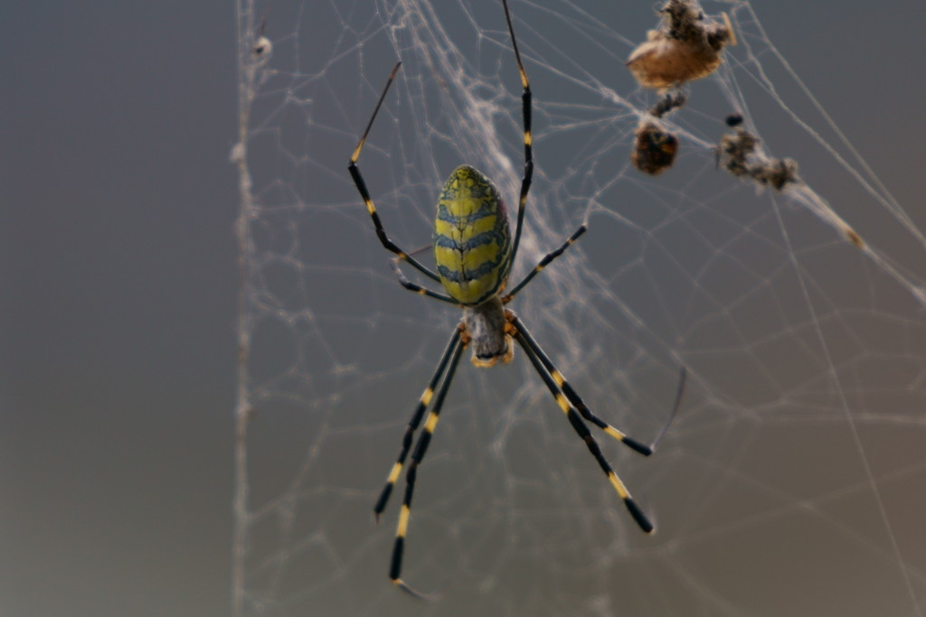 蜘蛛