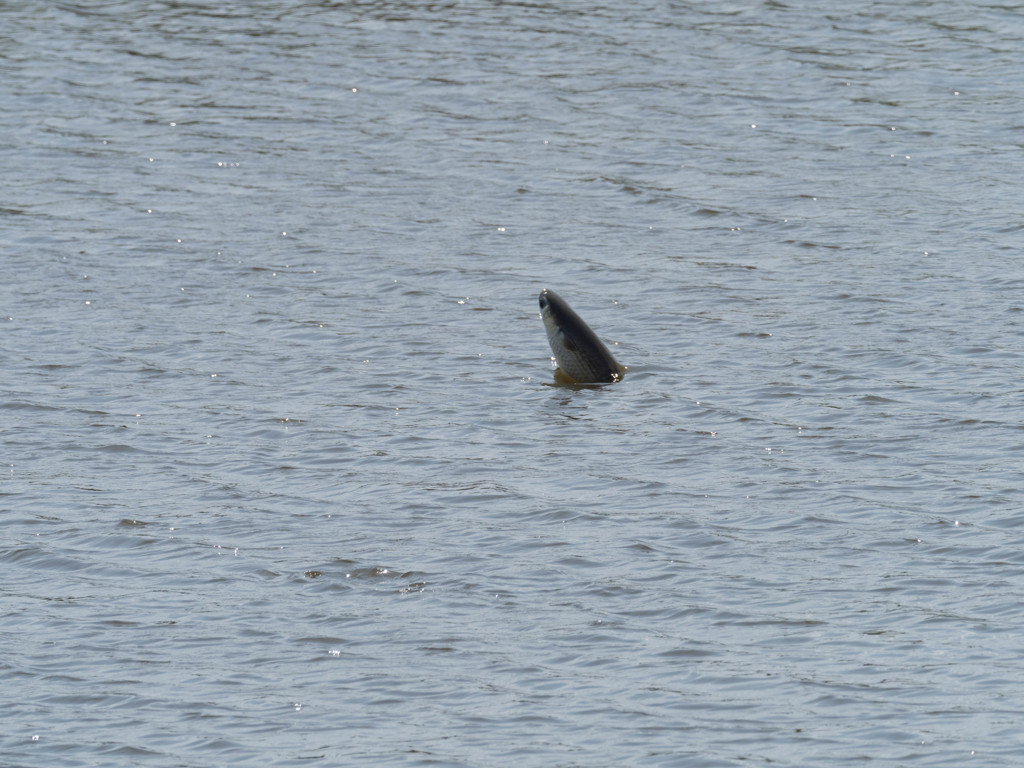 プロキャプチャー　２