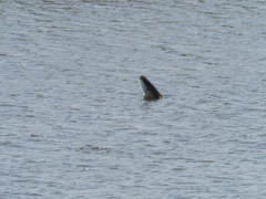 プロキャプチャー　２