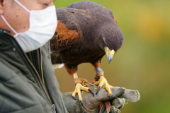 優しい鷹匠さん