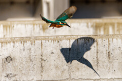 水絡みが撮りたい。。。