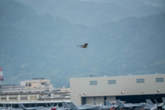 ハヤブサ？？？？？