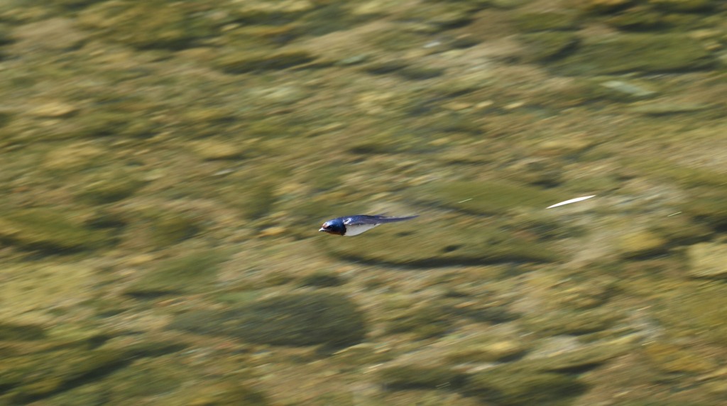 燕・・全開飛行。