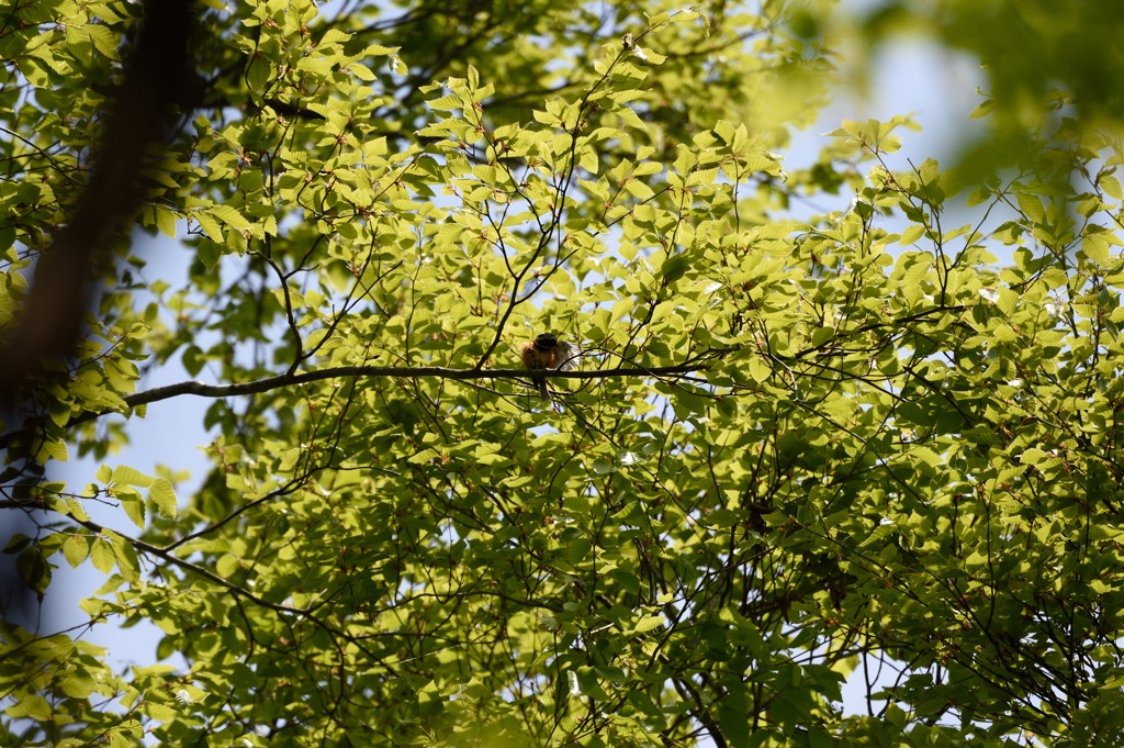 本命の代わり・・ｗ