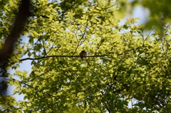 本命の代わり・・ｗ