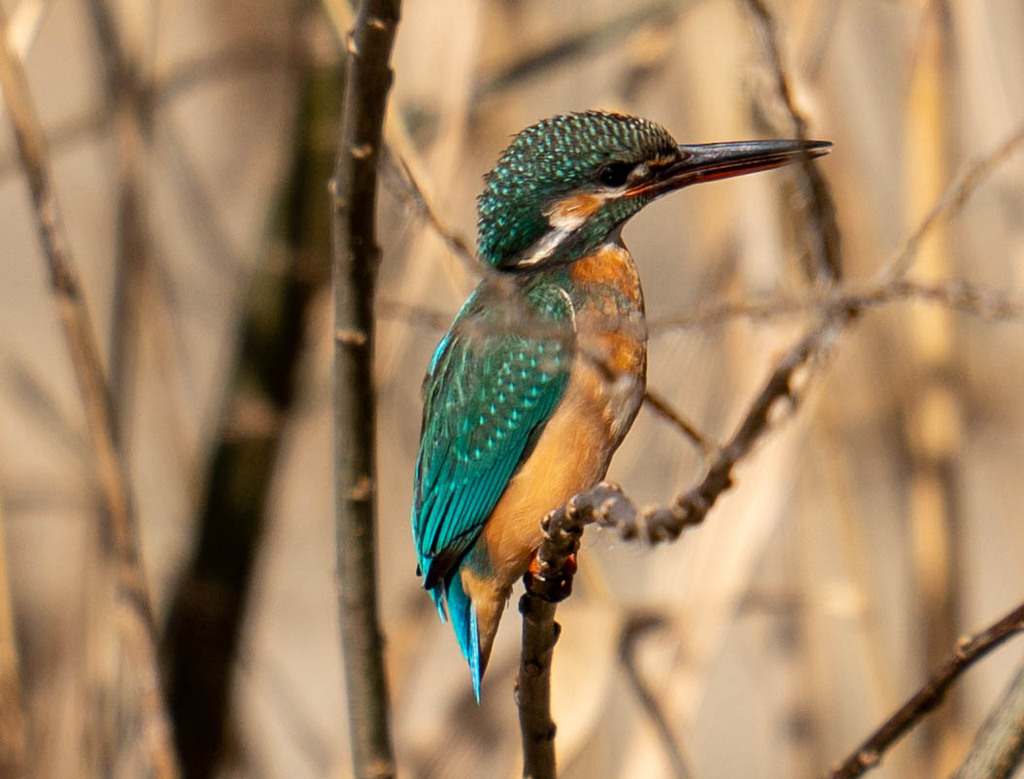 ボロボロ・・・