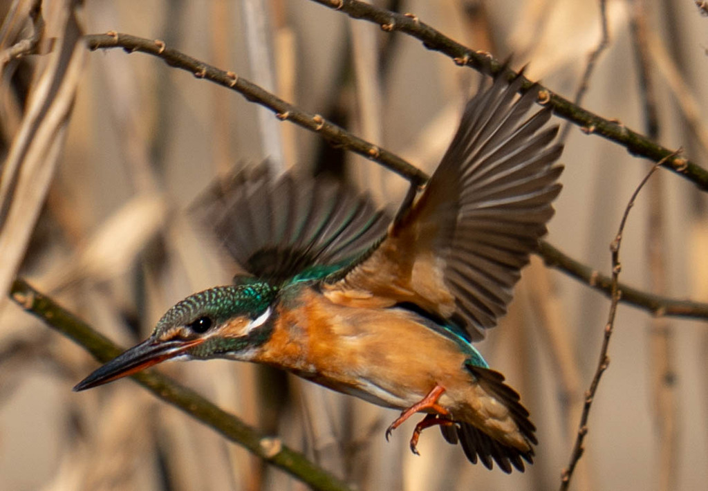 あとはカメラ任せでもｗ