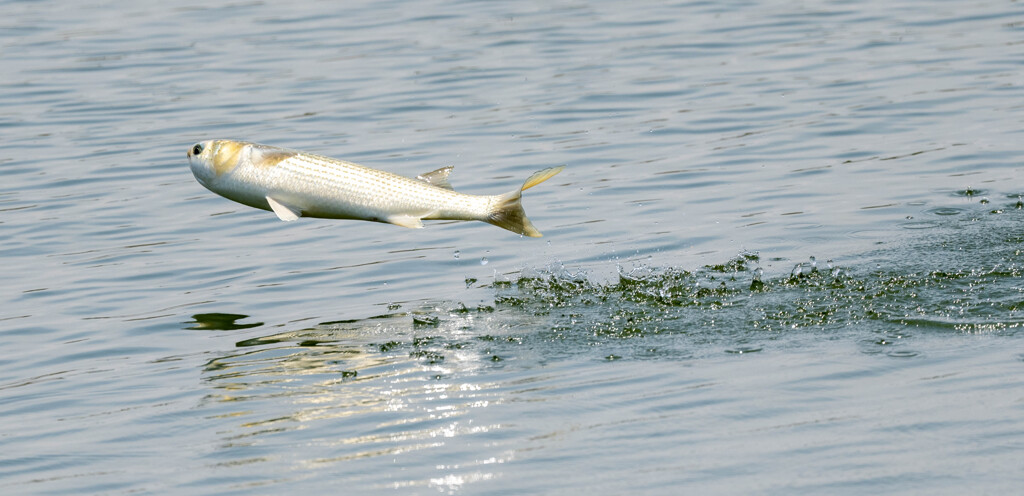 僕も飛んでます・・・
