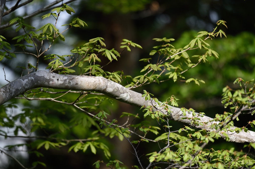 森林浴な一日・・・