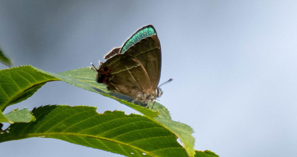 飛行機も鳥もダメな週末の・・・・