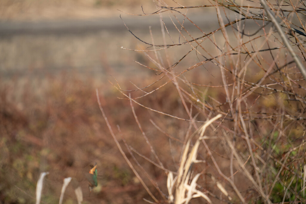 20連のおかげでした。。