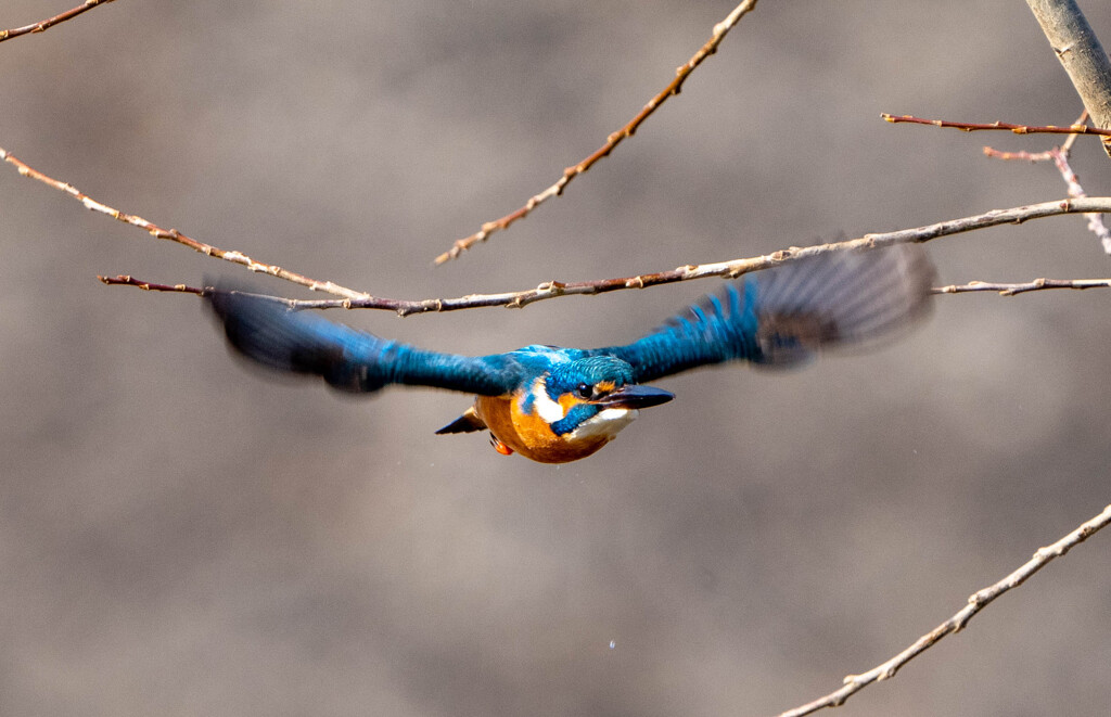 わわわ、、こっちくんな！！