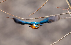 わわわ、、こっちくんな！！