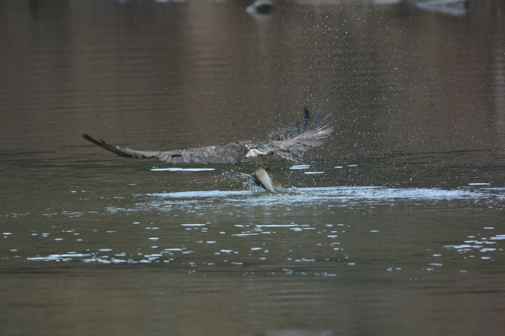 よいっしょ！！！
