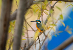 邪魔者多し・・・