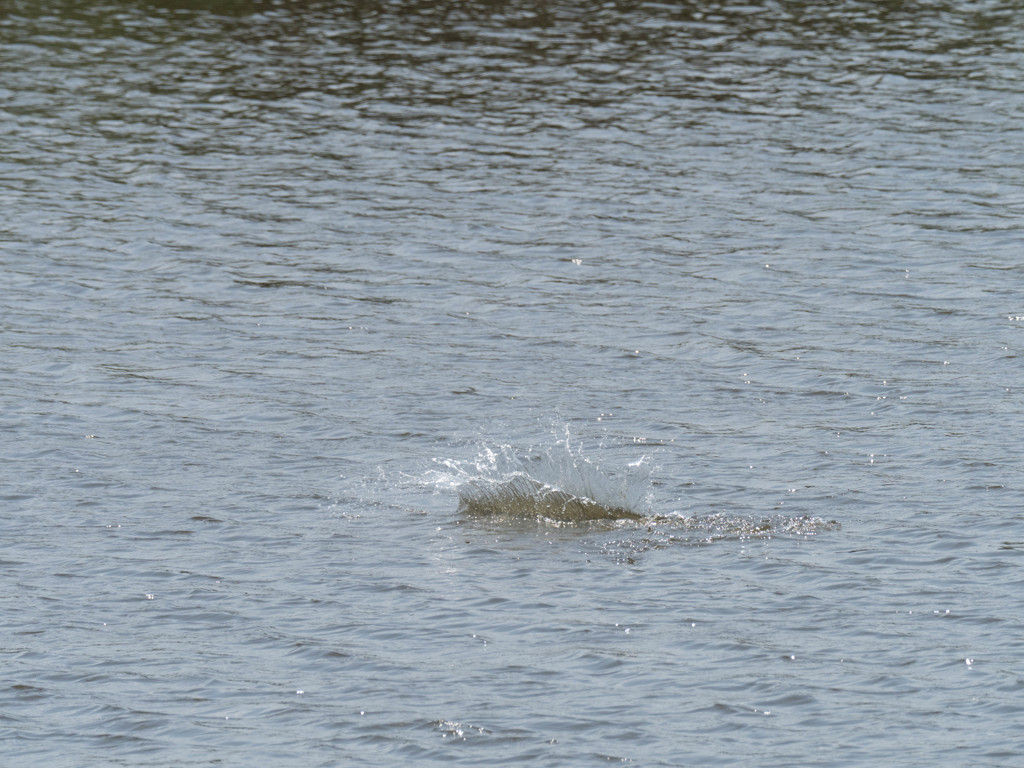 プロキャプチャー　９