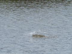 プロキャプチャー　９