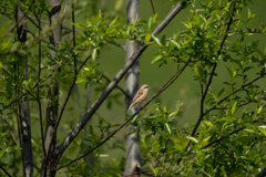 スズメもどき・・(;^_^A