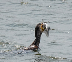 いくのか？？？ｗｗ