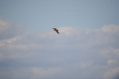 遠い証拠写真・・・