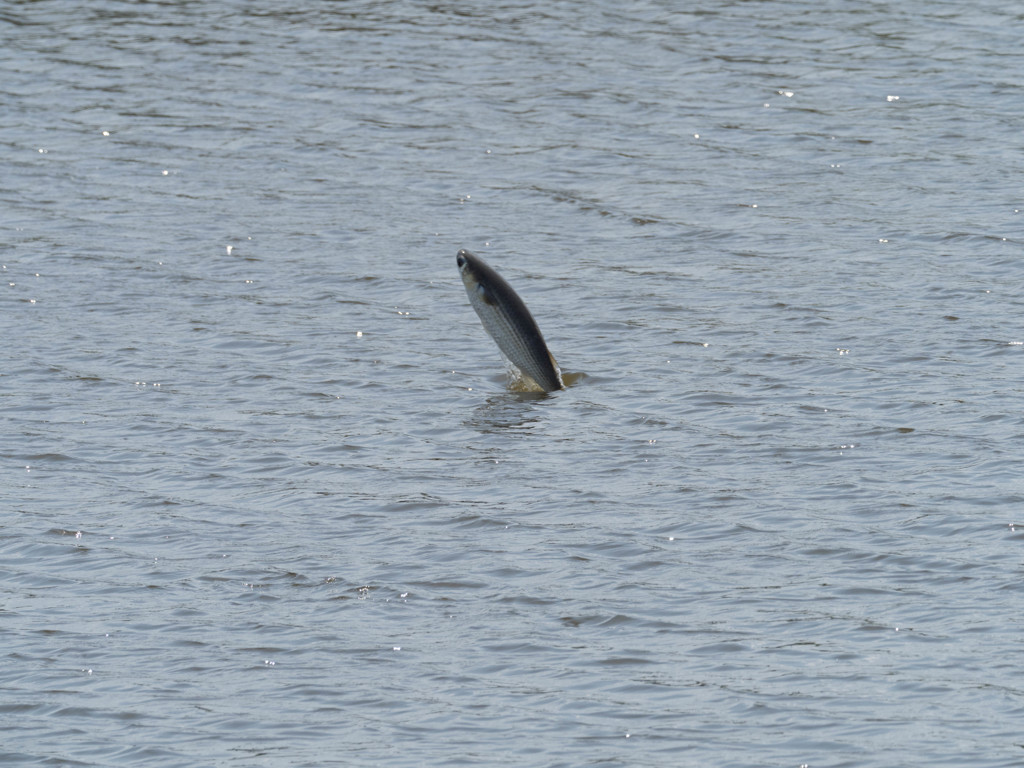 プロキャプチャー　３