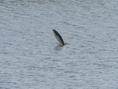 プロキャプチャー　３