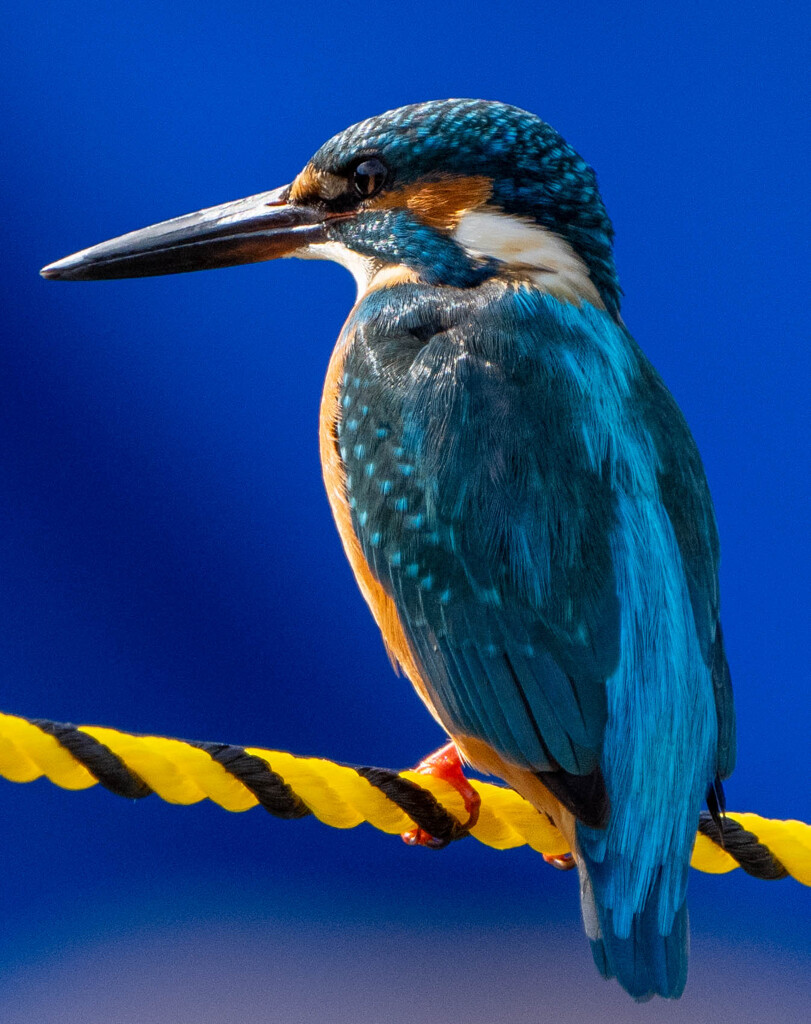 ロープが・・・・