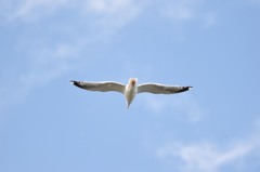 大好きなおしーーりｗ