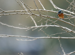 ヤマセミ・・・