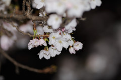 夜桜