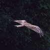 鳶
