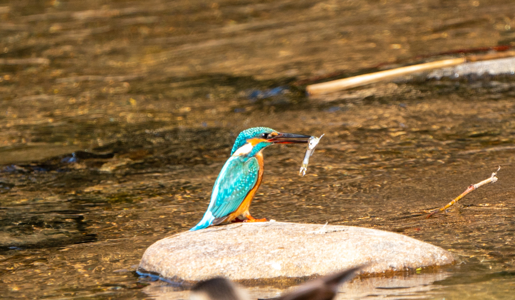カワセミ