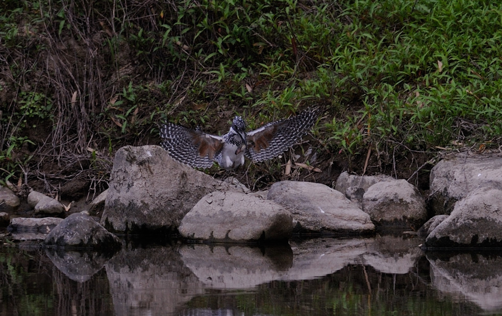 トリミングのみ