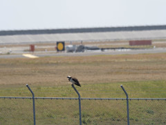 プロキャプチャー　１