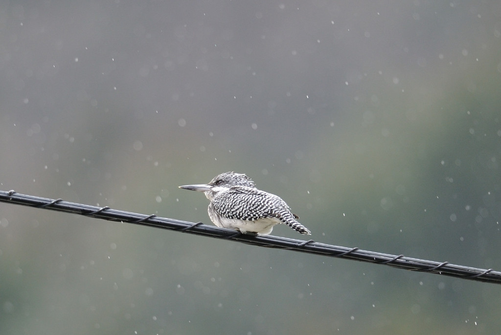 チッ・・・！！